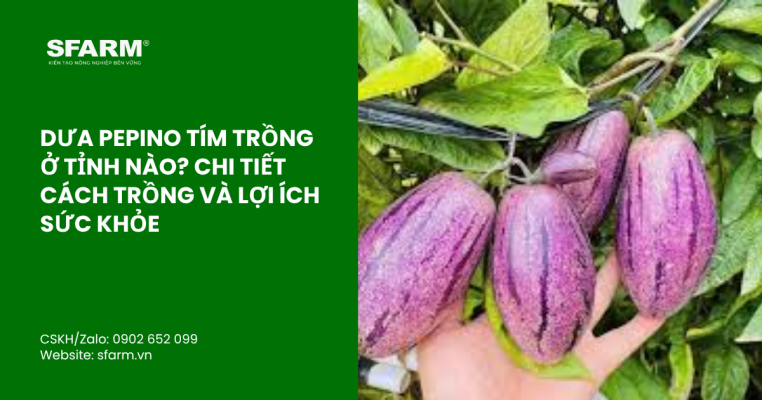 bon lot cho ca chua thumb 44 1