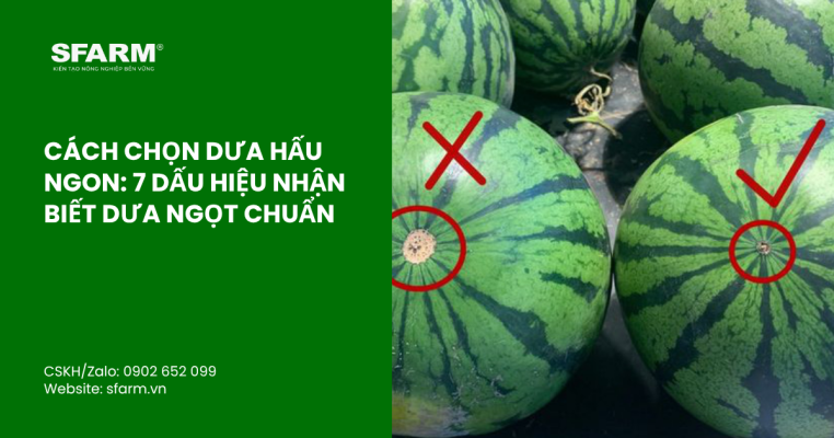 bon lot cho ca chua thumb 44 2