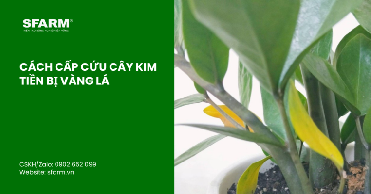 bon lot cho ca chua thumb 44