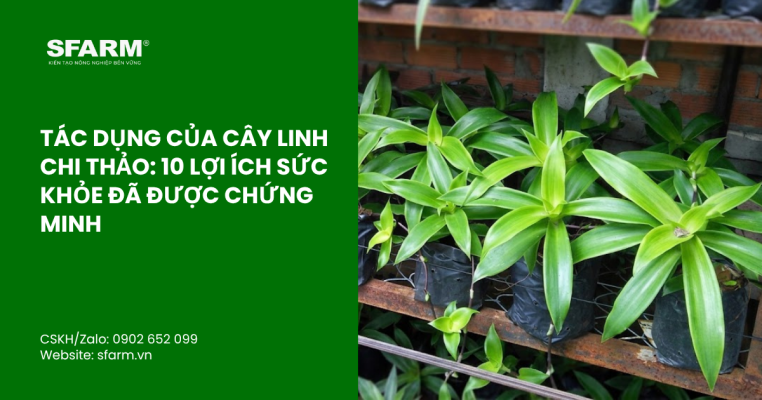 bon lot cho ca chua thumb 50 1