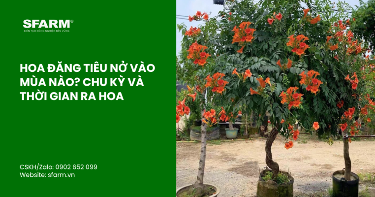 bon lot cho ca chua thumb 50