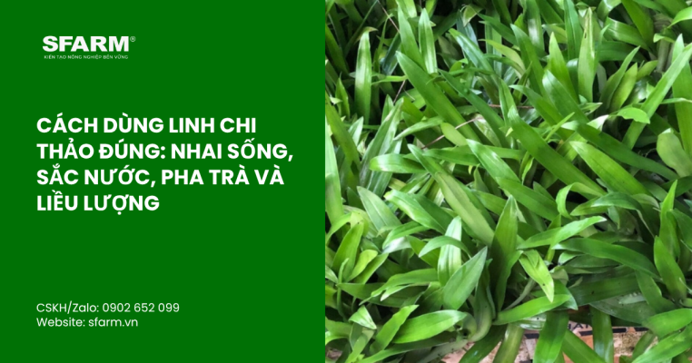 bon lot cho ca chua thumb 52 1