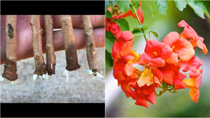 Cách trồng hoa đăng tiêu bằng phương pháp giâm cành