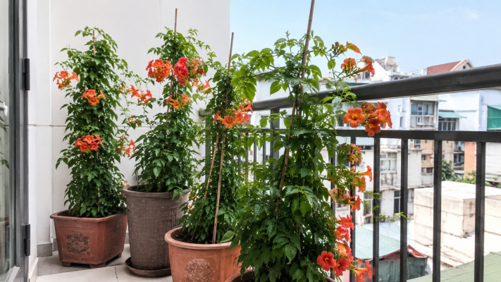 Ưu nhược trồng hoa đăng tiêu trong chậu ban công 