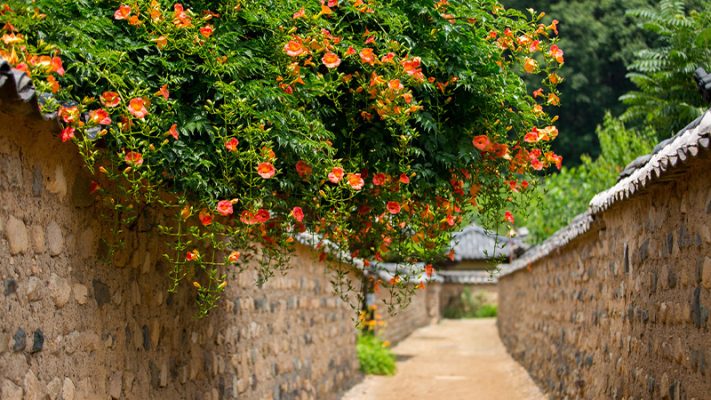 Ý nghĩa hoa đăng tiêu qua sắc đỏ cam rực rỡ
