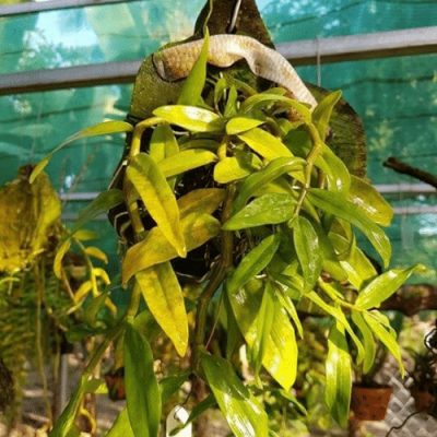 Cây lan vàng lá do thối rễ vì úng nước 