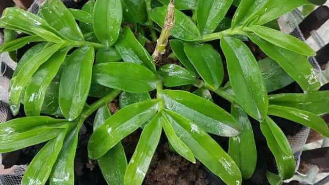 Bổ sung dinh dưỡng đúng cách giúp lan phát triển khỏe mạnh 