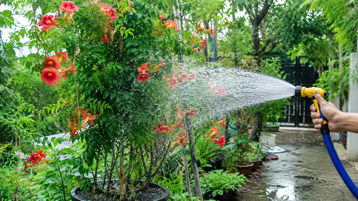 Cách trồng hoa đăng tiêu và tưới nước đúng cách