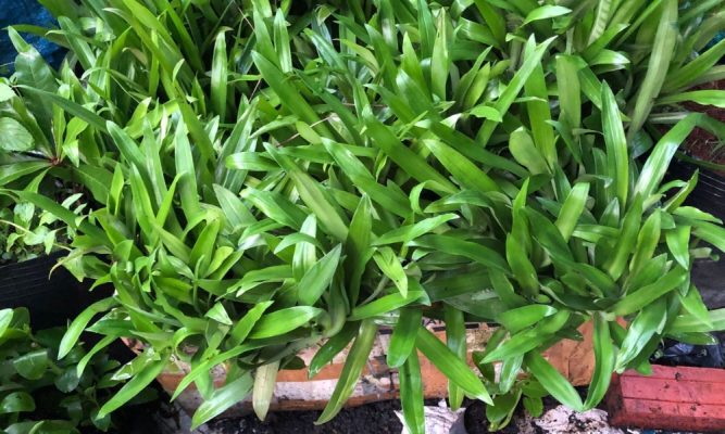 Cách dùng linh chi thảo đúng