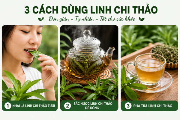 Các cách sử dụng linh chi thảo