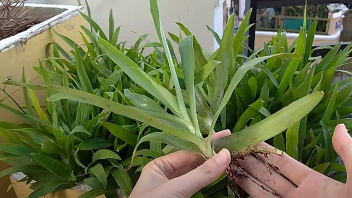 Cách bảo quản linh chi thảo