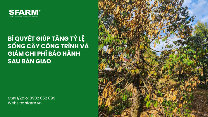 Cat Tia Cay Viet Quat Dung Cach Thoi Diem Ky Thuat Va Nhung Luu Y Quan Trong 10