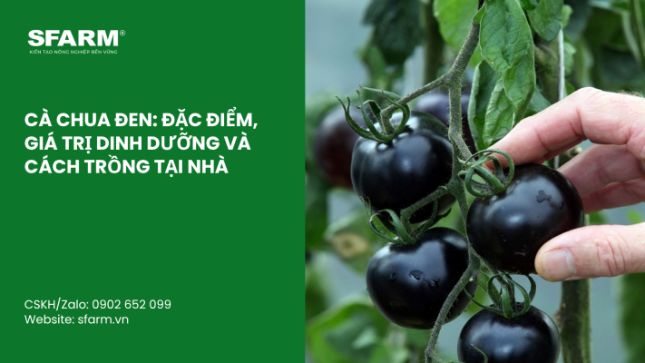 Cat Tia Cay Viet Quat Dung Cach Thoi Diem Ky Thuat Va Nhung Luu Y Quan Trong 19