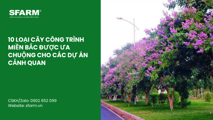 Cat Tia Cay Viet Quat Dung Cach Thoi Diem Ky Thuat Va Nhung Luu Y Quan Trong 8