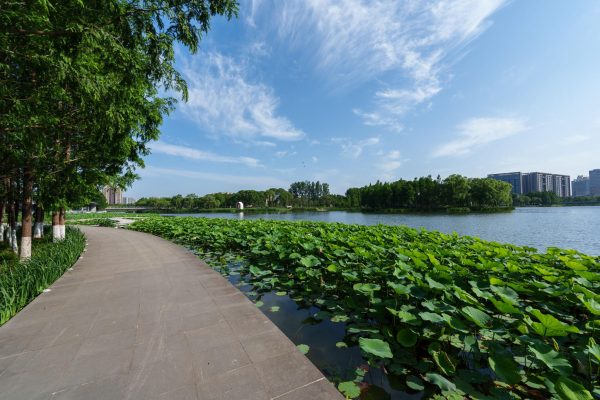 Cây trồng khu đô thị khu vực quanh bờ sông