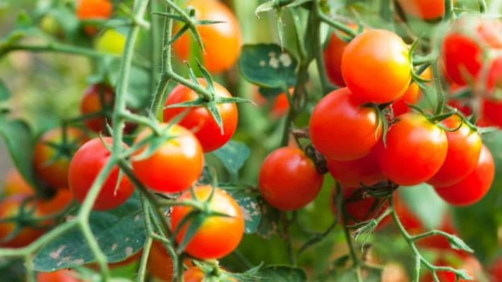 Cà chua bi là một trong các loại cà chua quen thuộc với nhiều gia đình