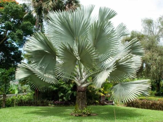 Kỹ thuật trồng cây công trình không chết cây khi bàn giao 