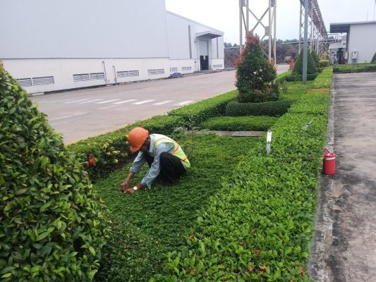 Chăm sóc cây sau khi trồng