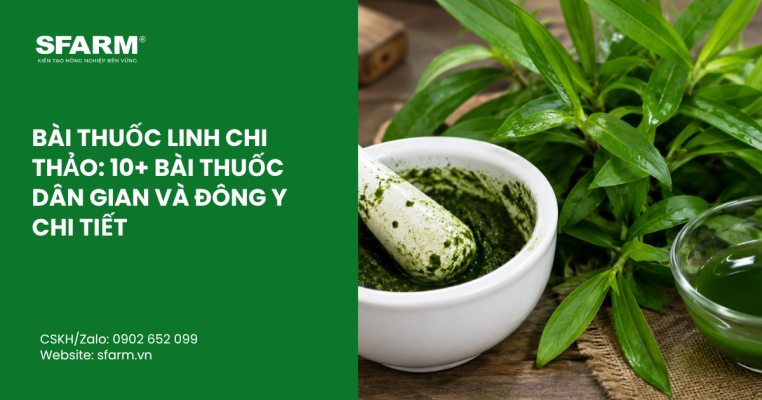 ky thuat lam bong sau rieng musang king thumb 27
