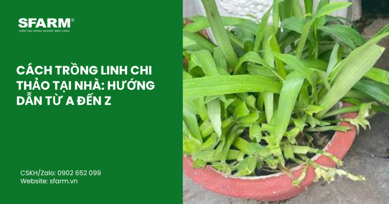 ky thuat lam bong sau rieng musang king thumb 29