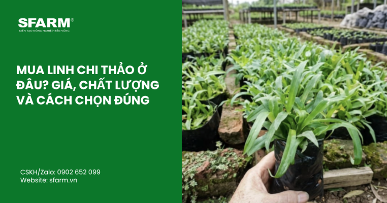 ky thuat lam bong sau rieng musang king thumb 34
