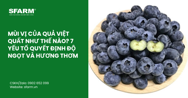 ky thuat lam bong sau rieng musang king thumb 37