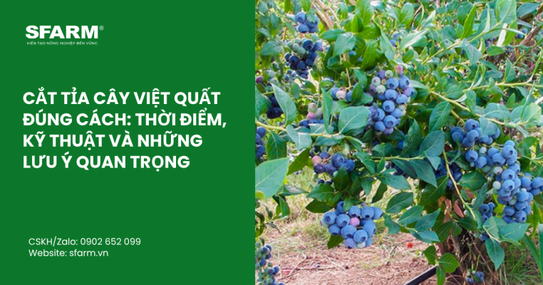 ky thuat lam bong sau rieng musang king thumb 43