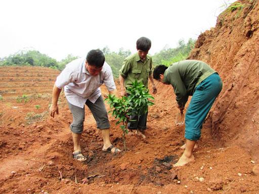 Đặt cây đúng vị trí và cao độ