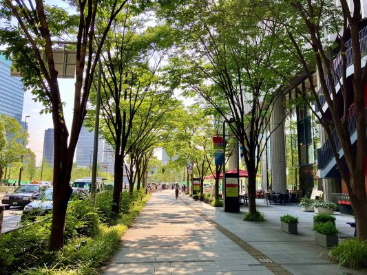 Cây trông khu đô thị cho trục đường vỉa hè
