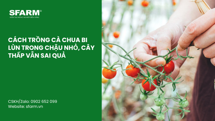 Cat Tia Cay Viet Quat Dung Cach Thoi Diem Ky Thuat Va Nhung Luu Y Quan Trong 27
