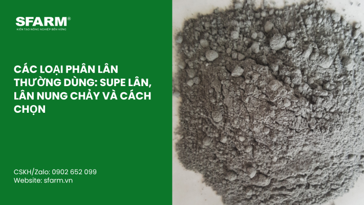 Cat Tia Cay Viet Quat Dung Cach Thoi Diem Ky Thuat Va Nhung Luu Y Quan Trong 3 1
