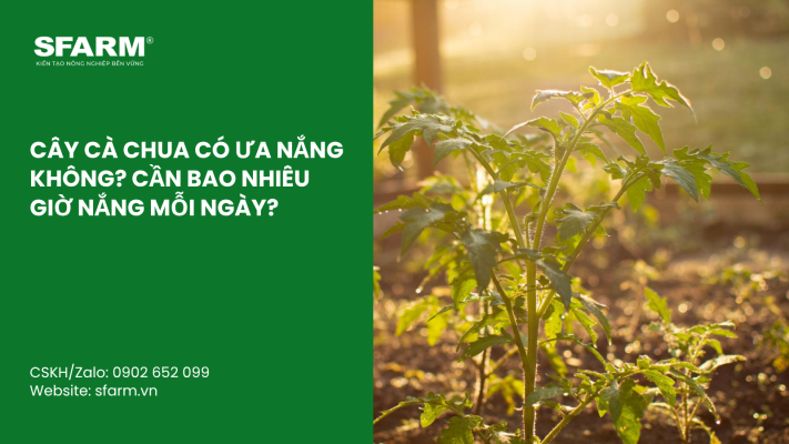 Cat Tia Cay Viet Quat Dung Cach Thoi Diem Ky Thuat Va Nhung Luu Y Quan Trong 35