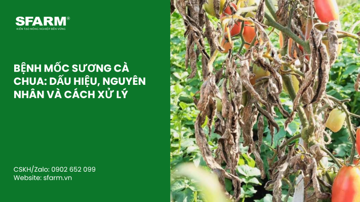 Cat Tia Cay Viet Quat Dung Cach Thoi Diem Ky Thuat Va Nhung Luu Y Quan Trong 36