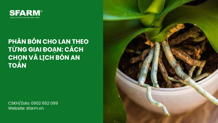 Cat Tia Cay Viet Quat Dung Cach Thoi Diem Ky Thuat Va Nhung Luu Y Quan Trong 45 2