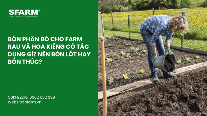 Cat Tia Cay Viet Quat Dung Cach Thoi Diem Ky Thuat Va Nhung Luu Y Quan Trong 50 1