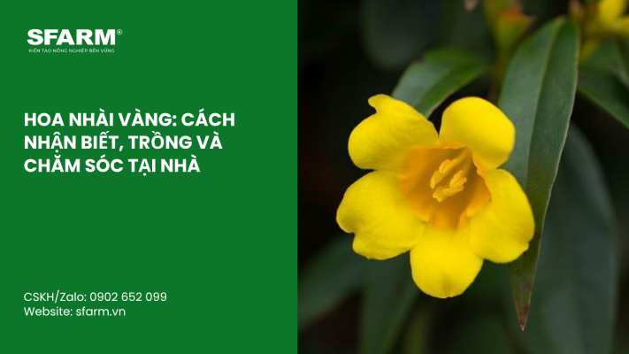 Cat Tia Cay Viet Quat Dung Cach Thoi Diem Ky Thuat Va Nhung Luu Y Quan Trong 52