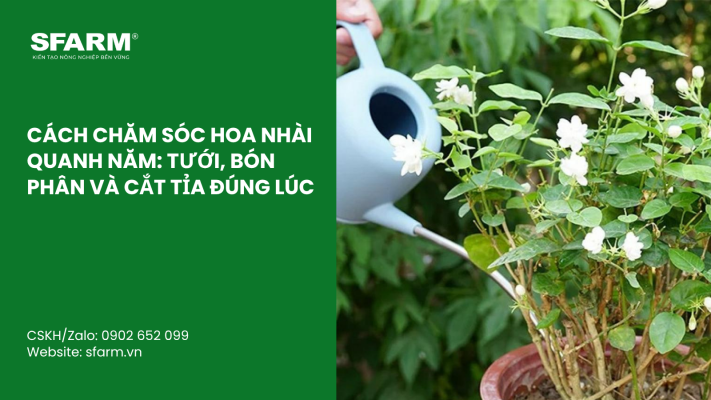 Cat Tia Cay Viet Quat Dung Cach Thoi Diem Ky Thuat Va Nhung Luu Y Quan Trong 57