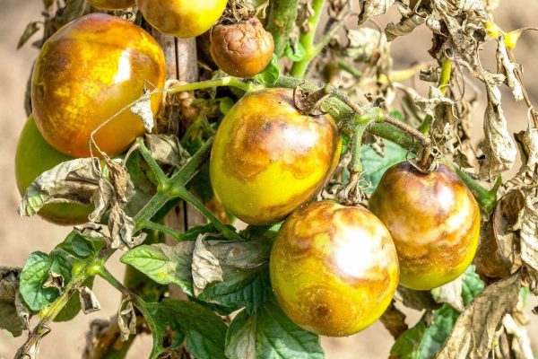 Bệnh mốc sương là một trong các loại bệnh trên cây cà chua