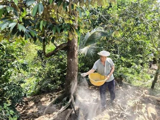 Bón sát gốc hoặc tập trung thành cụm