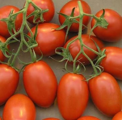 Cà chua Roma là gì?