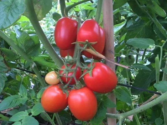 Cà chua Roma khi thu hoạch được