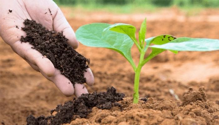 Cách bón phân bò cho cây đúng kỹ thuật