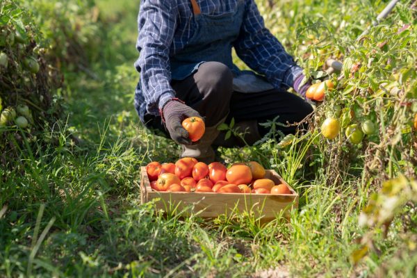 Một sào trồng được bao nhiêu cây cà chua?