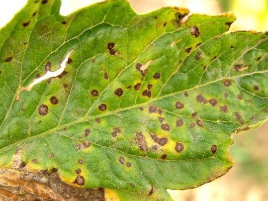 Bệnh đốm lá là một trong các loại bệnh trên cây cà chua