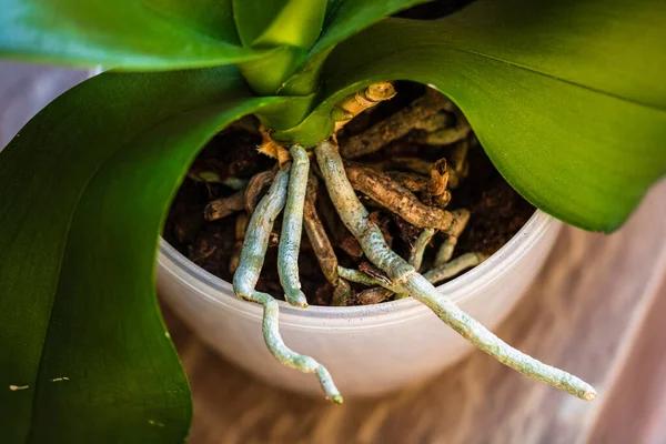 Cách chọn phân bón cho lan gian đoạn phát triển rễ