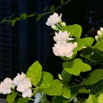 Đặc điểm thân, lá, hoa của hoa nhài