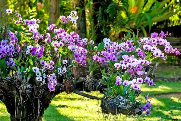 Hoa lan cần những nhóm dinh dưỡng nào?