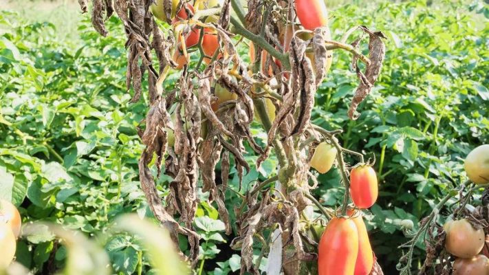Bệnh mốc sương cà chua lây lan khắp vườn cà chua
