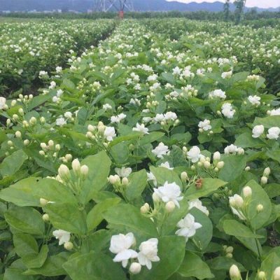 Mùa hoa nhài diễn ra vào lúc nào?