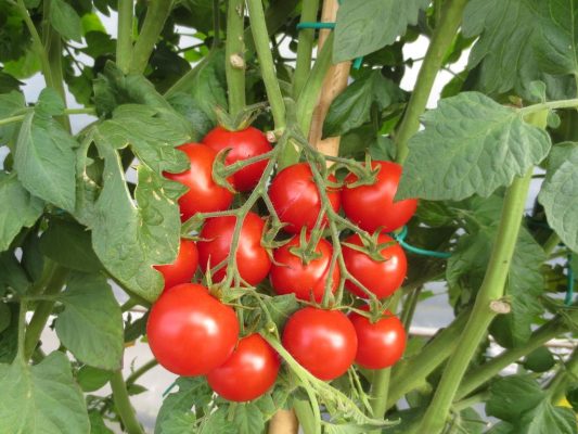 Năng suất cà chua trên một cây